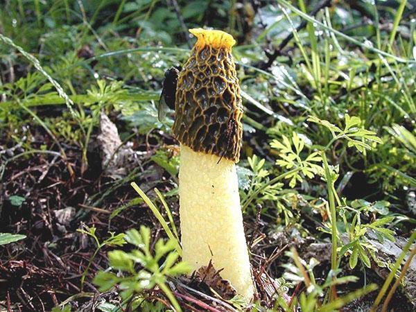 voler sur le chapeau de la veselka aux champignons