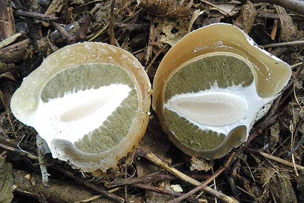 champignon veselka coupé