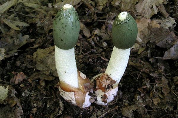 veselka aux champignons médicinaux