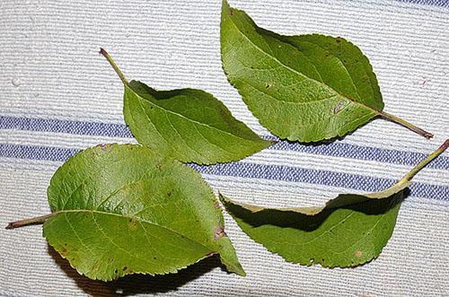 Hojas de manzana