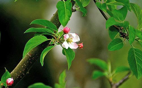 Hojas tiernas de manzana