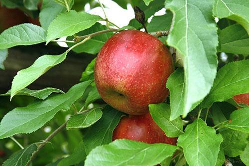 Las hojas de manzana son buenas para la salud