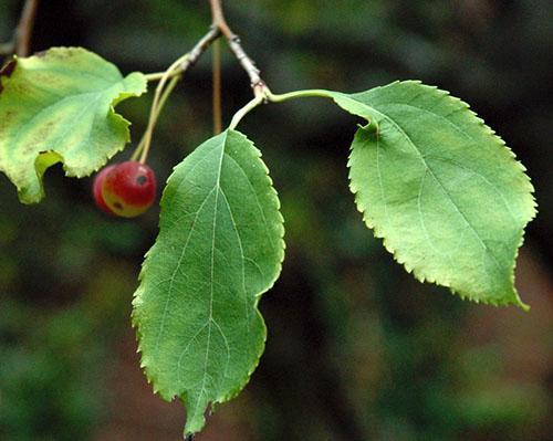 Les feuilles de pommier sont utilisées pour les maladies bronchiques