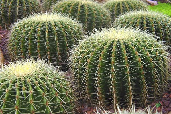 cactus à l'état sauvage