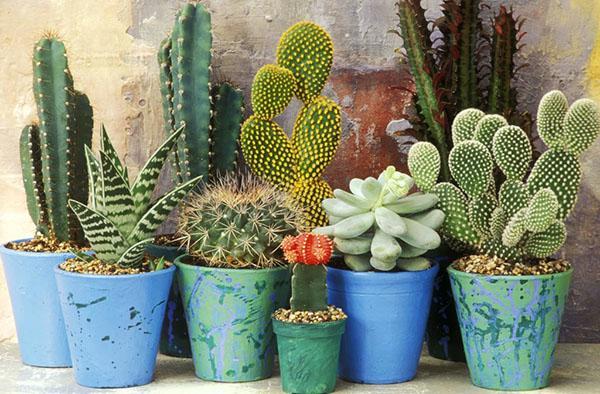 cactus en pot