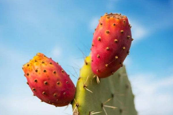 fruta de cactus