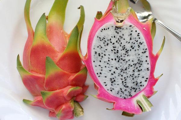 coupe de fruits de cactus