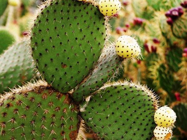 propriétés utiles du cactus