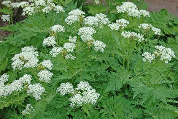 fleurs de cerfeuil