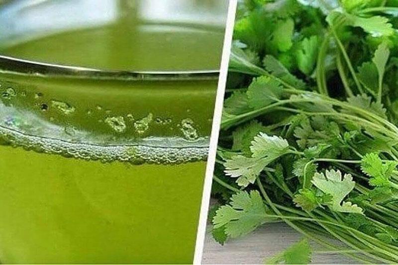 propiedades útiles del cilantro contra la diabetes mellitus