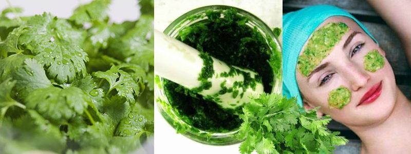 Propiedades útiles del cilantro en cosmetología.