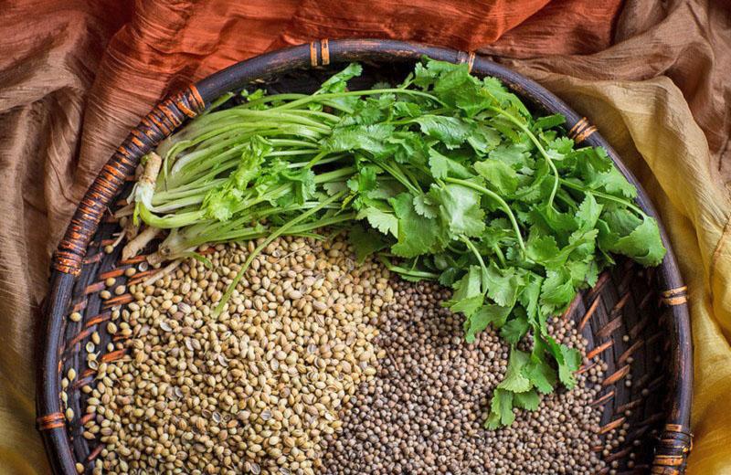 propiedades útiles del cilantro para niños