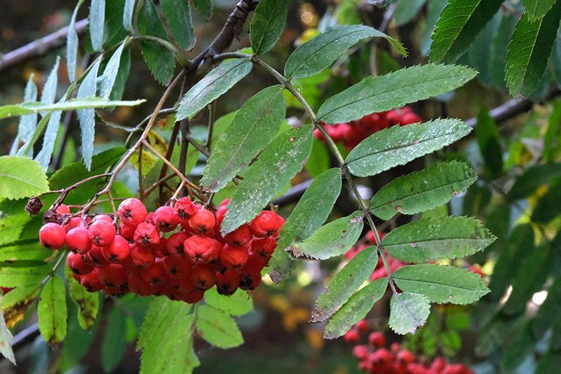 bouquets de sorbier rouge