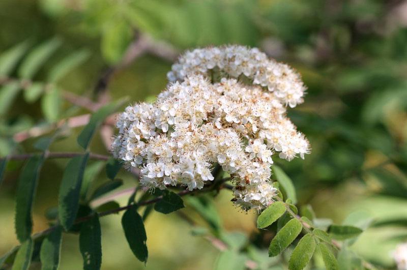 fleurs de sorbier rouge