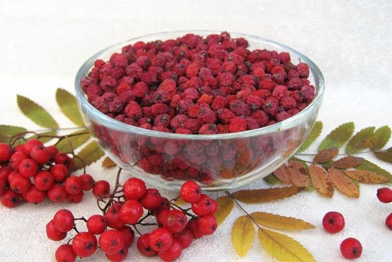 baies de rowan rouges séchées