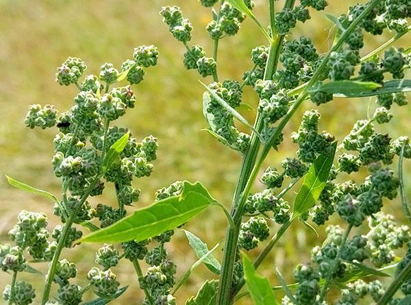 graines de quinoa