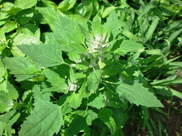 éjection d'inflorescence de quinoa