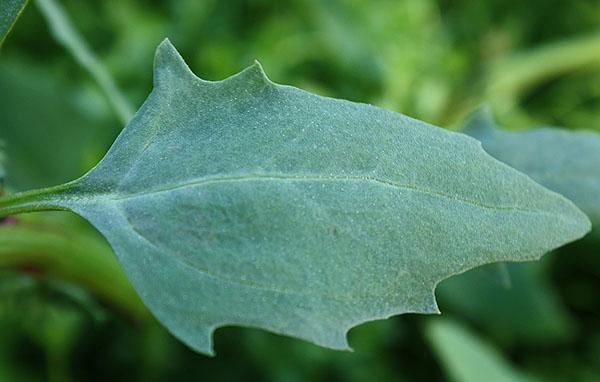 feuilles de quinoa