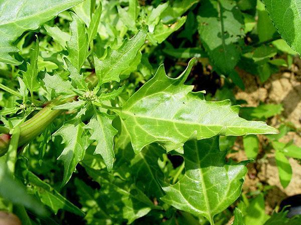 propriétés utiles du quinoa