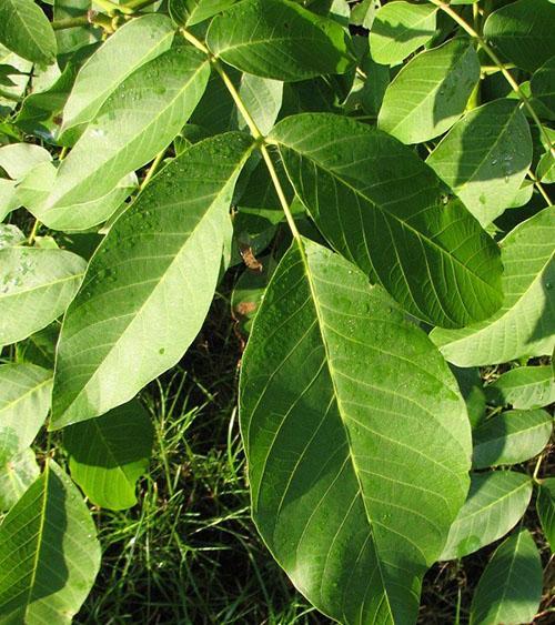 feuilles de noyer pour la préparation d'infusions et de décoctions