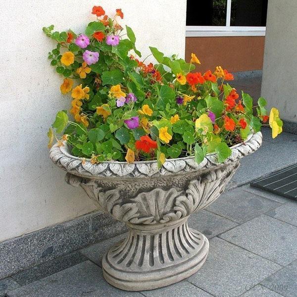 capucine dans un vase de sol