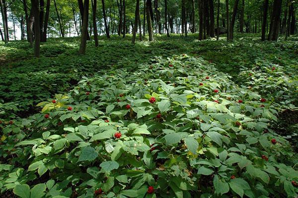 le ginseng pousse