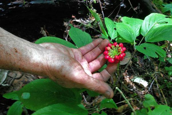les feuilles, les fleurs et les fruits du ginseng n'ont pas de propriétés bénéfiques