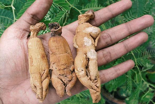 racine de ginseng saine