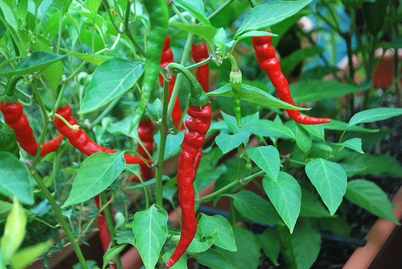 plante de la famille des morelles