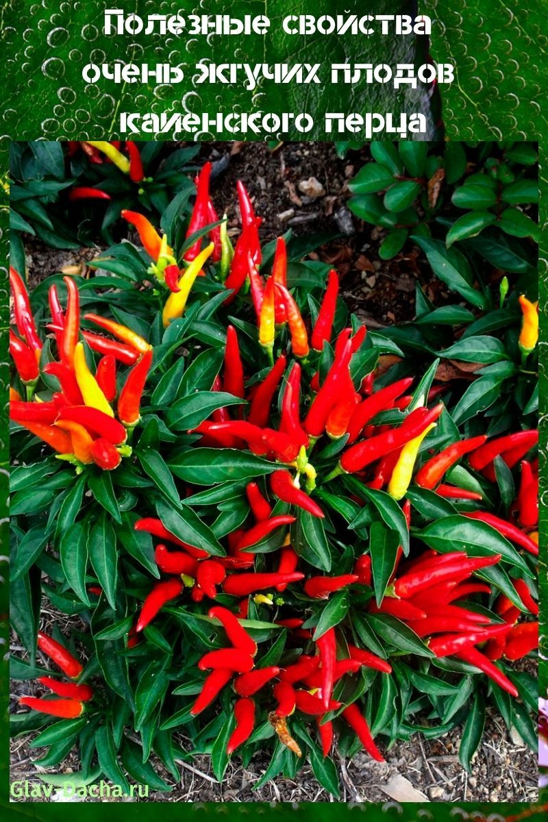 bienfaits pour la santé du poivre de cayenne