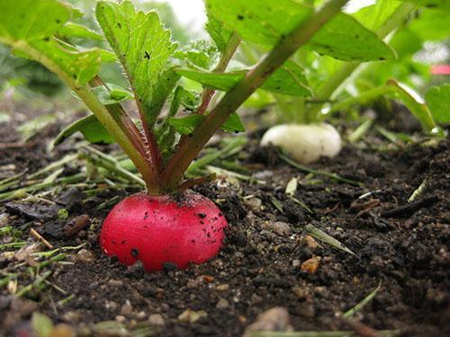 Le radis a une propriété désinfectante et réchauffante