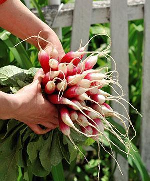 De délicieux radis de votre jardin