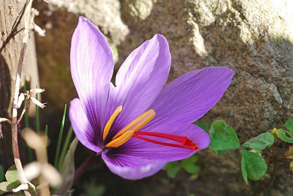 fleurs de crocus