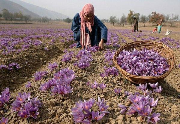 cueillir des fleurs de safran