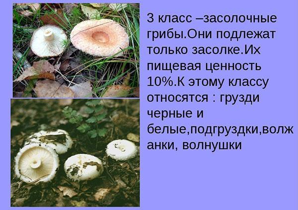 champignons marinés