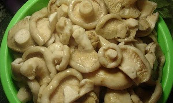 les champignons au lait salé ne sont pas utiles pour tout le monde