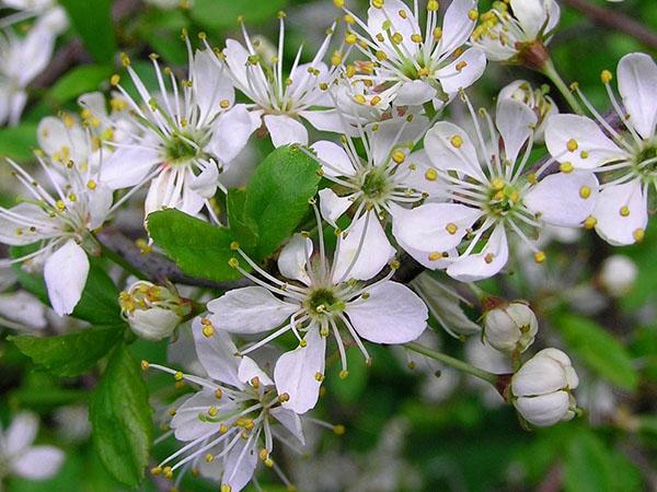 les épines sont en fleurs