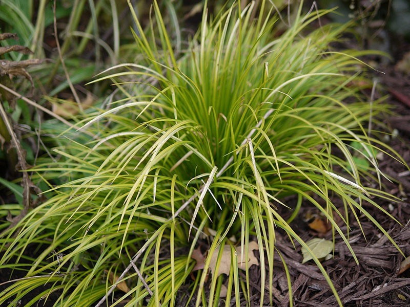 hierba perenne
