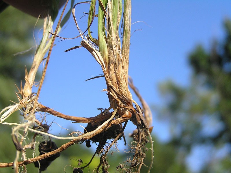 composition unique de rhizomes de carex