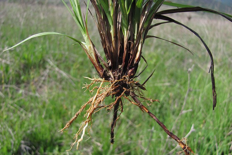 utiliser des racines de carex