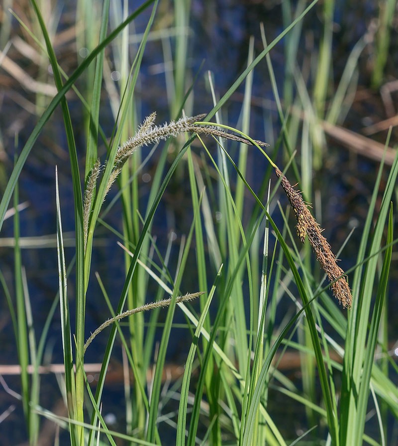 l'herbe de carex n'est pas utile pour tout le monde