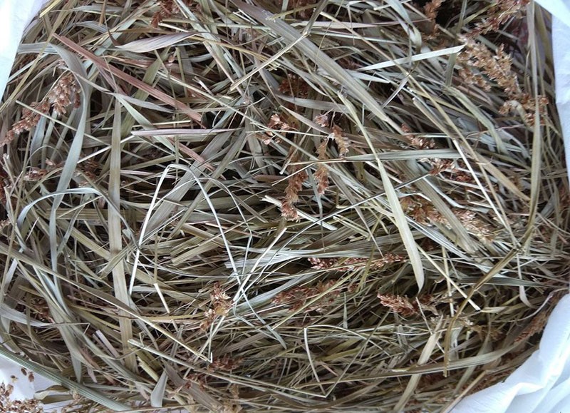 bison d'herbe séchée
