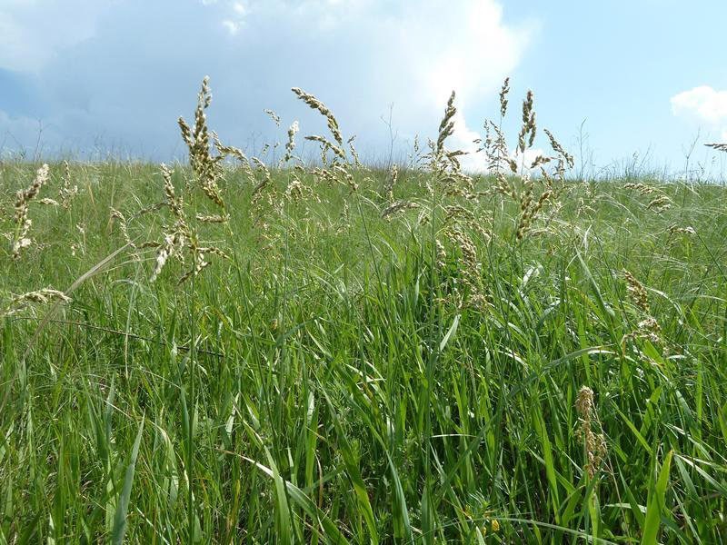 herbe de bison dans le domaine