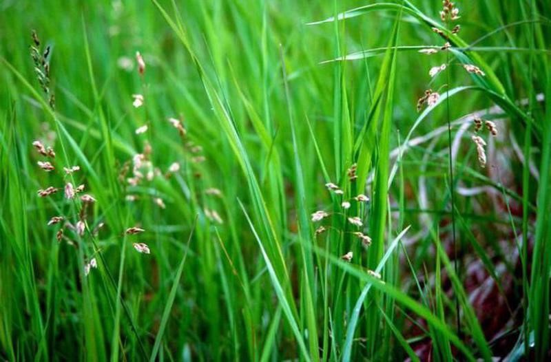 propriétés utiles de l'herbe de bison