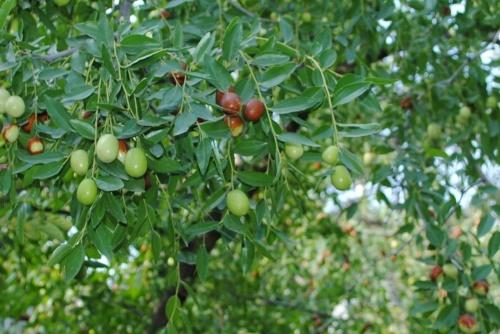 arbre unabi