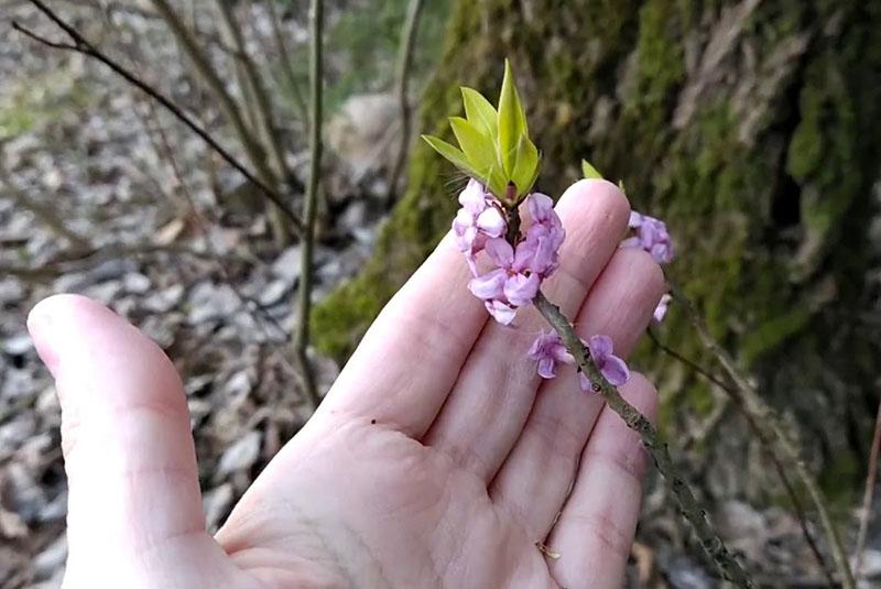 fleurs de liber de loup pour la décoction