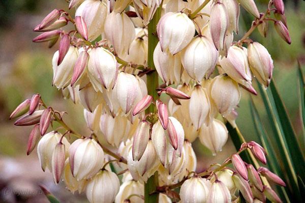 flores de yuca