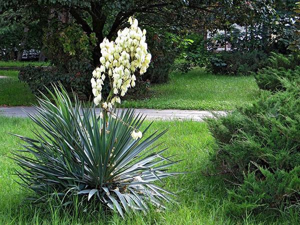 propiedades beneficiosas de la yuca