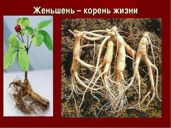 propriétés bénéfiques du ginseng