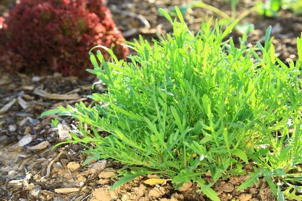 récolter les herbes avant la floraison